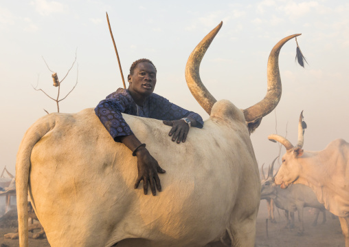 Mundari tribe man covering his cow in ash to repel flies and mosquitoes, Central Equatoria, Terekeka, South Sudan