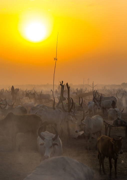 Mundari tribe long horns cows in the cattle camp in the sunset, Central Equatoria, Terekeka, South Sudan