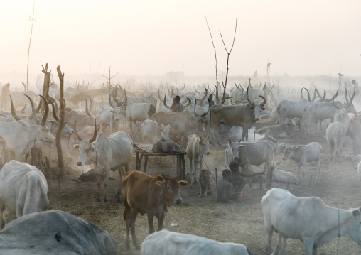 Long horns cows in a Mundari tribe camp gathering around a campfire to repel mosquitoes and flies, Central Equatoria, Terekeka, South Sudan