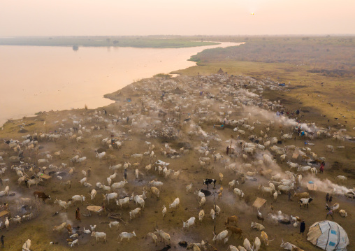 Aerial view of long horns cows in a Mundari tribe cattle camp in front of river Nile, Central Equatoria, Terekeka, South Sudan