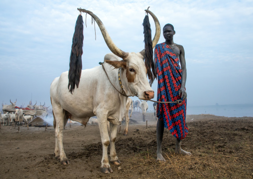 Mundari tribe man with his decorated cow, Central Equatoria, Terekeka, South Sudan