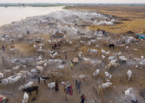 Aerial view of long horns cows in a Mundari tribe cattle camp, Central Equatoria, Terekeka, South Sudan