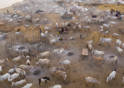 Aerial view of long horns cows in a Mundari tribe cattle camp, Central Equatoria, Terekeka, South Sudan