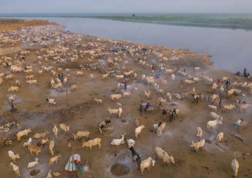 Aerial view of long horns cows in a Mundari tribe cattle camp in front of river Nile, Central Equatoria, Terekeka, South Sudan