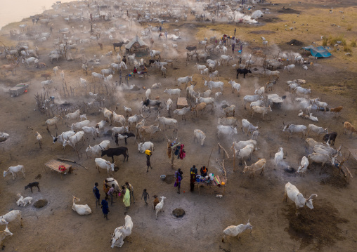 Aerial view of long horns cows in a Mundari tribe cattle camp, Central Equatoria, Terekeka, South Sudan