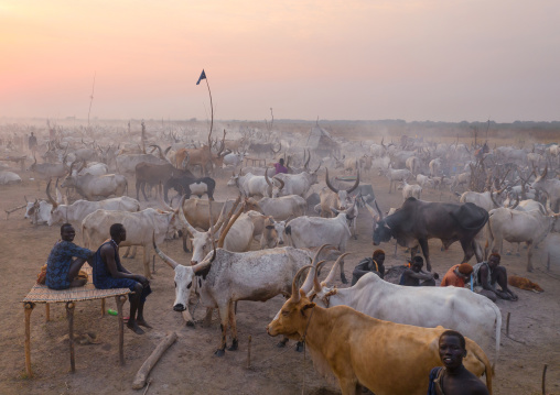 Aerial view of long horns cows in a Mundari tribe cattle camp, Central Equatoria, Terekeka, South Sudan