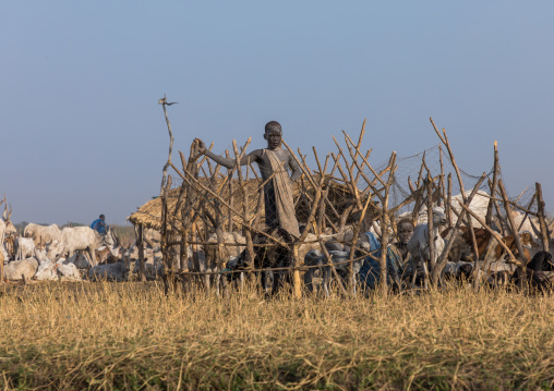 Mundari tribe boy in the middle of long horns cows in a cattle camp, Central Equatoria, Terekeka, South Sudan