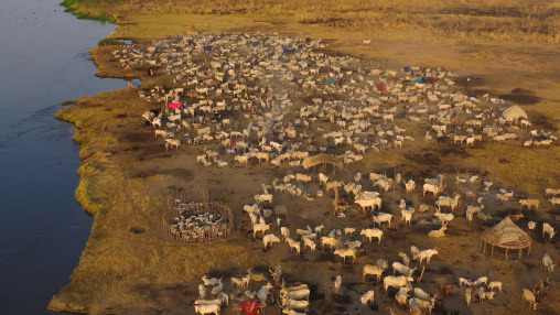 Aerial view of long horns cows in a Mundari tribe cattle camp in front of river Nile, Central Equatoria, Terekeka, South Sudan