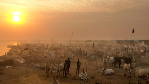 Aerial view of long horns cows in a Mundari tribe cattle camp in front of river Nile, Central Equatoria, Terekeka, South Sudan