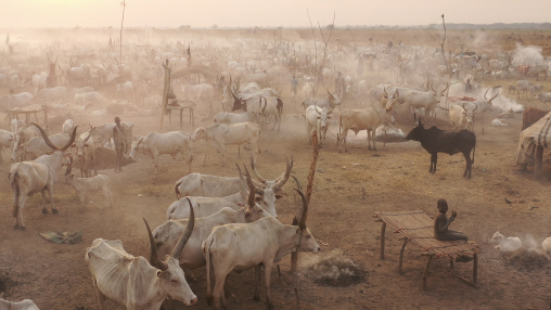 Aerial view of long horns cows in a Mundari tribe cattle camp, Central Equatoria, Terekeka, South Sudan