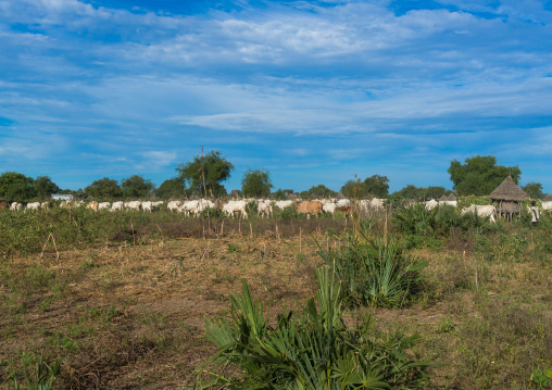 Long horns cows in a Mundari tribe camp, Central Equatoria, Terekeka, South Sudan