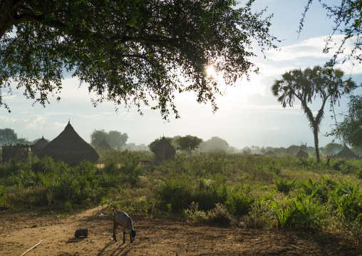 Traditional Mundari tribe village, Central Equatoria, Terekeka, South Sudan