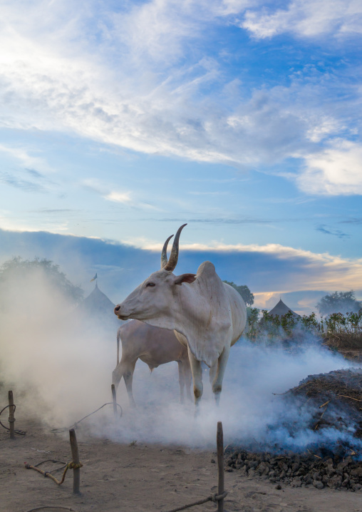 Long horns cows in a Mundari tribe camp gathering around bonfires to repel mosquitoes and flies, Central Equatoria, Terekeka, South Sudan