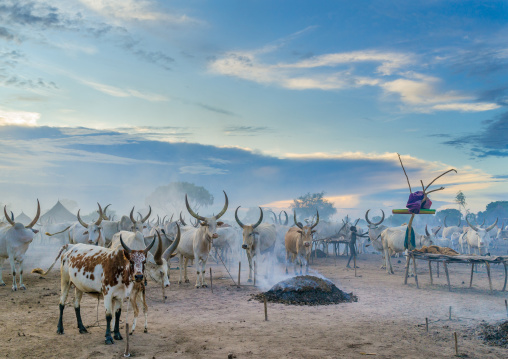 Long horns cows in a Mundari tribe camp gathering around bonfires to repel mosquitoes and flies, Central Equatoria, Terekeka, South Sudan