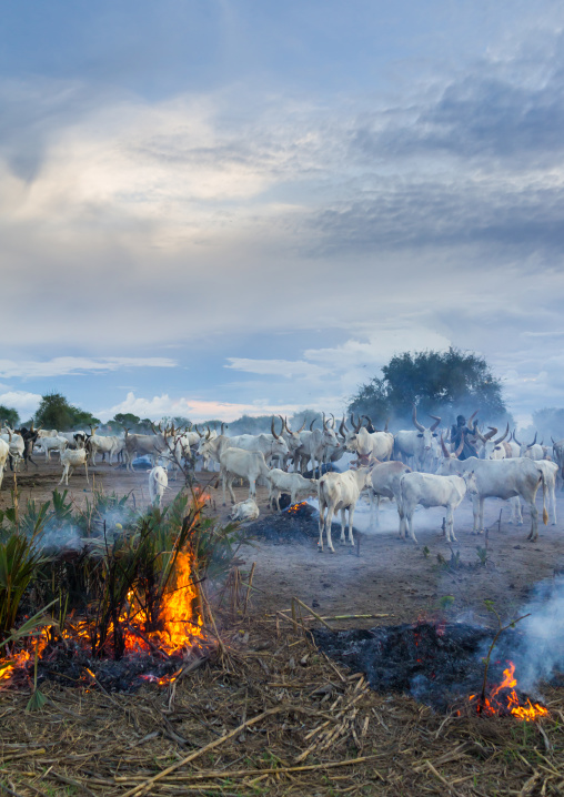 Long horns cows in a Mundari tribe camp gathering around bonfires to repel mosquitoes and flies, Central Equatoria, Terekeka, South Sudan
