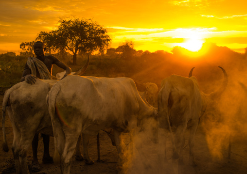 Mundari tribe man covering his cow in ash to repel flies and mosquitoes, Central Equatoria, Terekeka, South Sudan