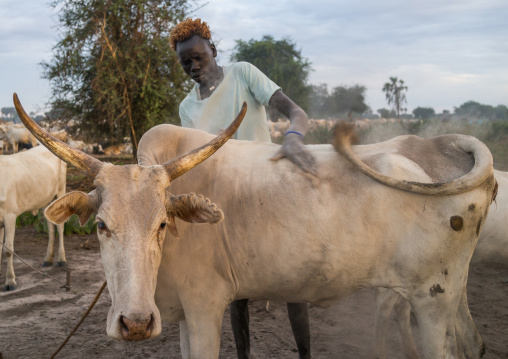 Mundari tribe man covering his cow in ash to repel flies and mosquitoes, Central Equatoria, Terekeka, South Sudan