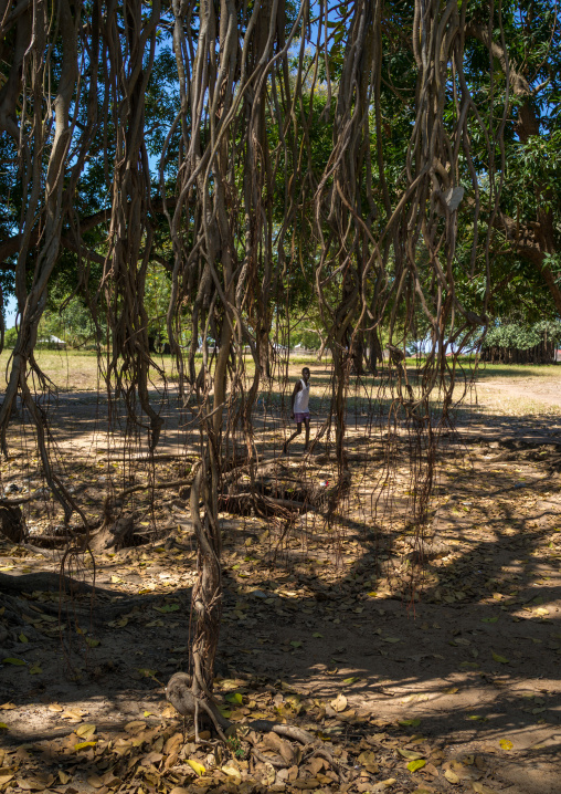 Huge trees along the white Nile, Central Equatoria, Terekeka, South Sudan