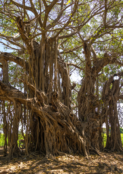 Huge trees along the white Nile, Central Equatoria, Terekeka, South Sudan