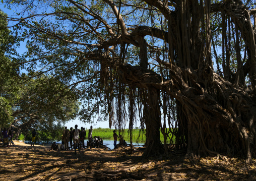 Huge trees on the white Nile, Central Equatoria, Terekeka, South Sudan