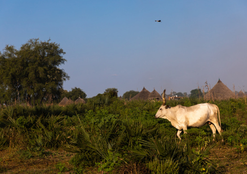Traditional Mundari tribe village, Central Equatoria, Terekeka, South Sudan