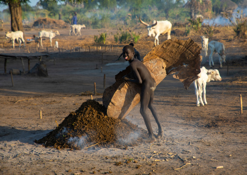 Mundari tribe boy collecting dried cow dungs in a cow skin to make bonfires to repel mosquitoes and flies, Central Equatoria, Terekeka, South Sudan