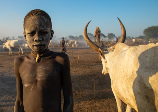 Mundari tribe boy covered in ash taking care of long horns cows in a camp, Central Equatoria, Terekeka, South Sudan