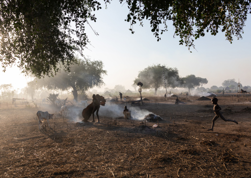 Mundari tribe boy collecting dried cow dungs to make bonfires to repel mosquitoes and flies, Central Equatoria, Terekeka, South Sudan