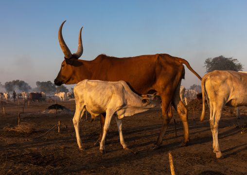 Cow milking her calf in a Mundari tribe camp, Central Equatoria, Terekeka, South Sudan
