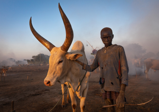 Mundari tribe boy with a long horns cow in a camp, Central Equatoria, Terekeka, South Sudan