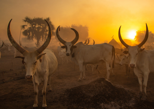 Long horns cows in a Mundari tribe camp standing in front of bonfires to prevent from mosquitoes bites, Central Equatoria, Terekeka, South Sudan