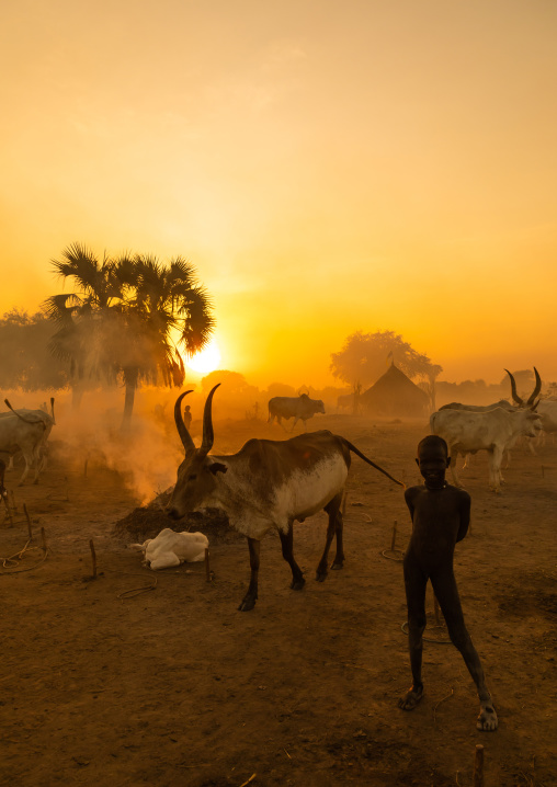 Long horns cows in a Mundari tribe camp gathering around bonfires to repel mosquitoes and flies, Central Equatoria, Terekeka, South Sudan