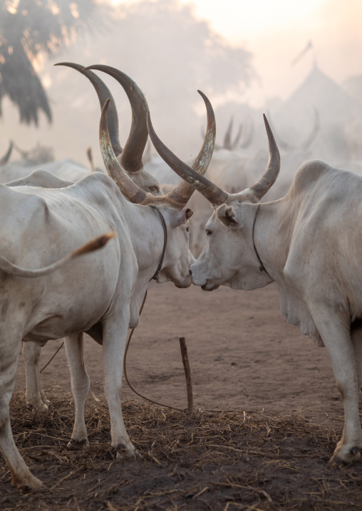 Long horns cows in a Mundari tribe camp, Central Equatoria, Terekeka, South Sudan