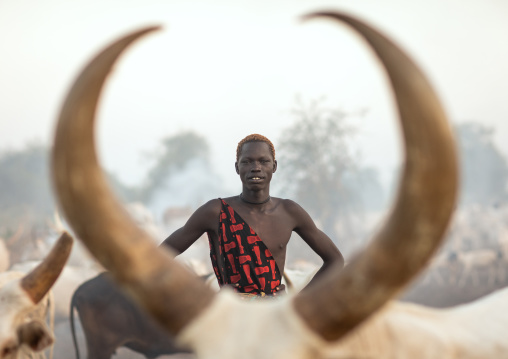 Mundari tribe man with long horns cows in a camp, Central Equatoria, Terekeka, South Sudan