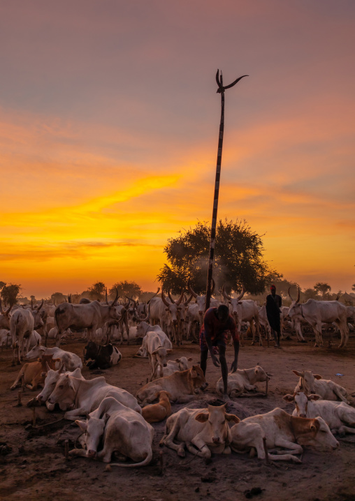 Long horns cows in a Mundari tribe camp gathering around bonfires to repel mosquitoes and flies, Central Equatoria, Terekeka, South Sudan