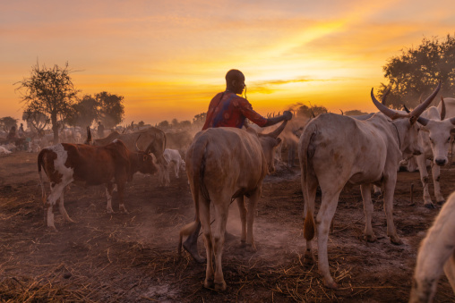 Mundari tribe man covering his cow in ash to repel flies and mosquitoes, Central Equatoria, Terekeka, South Sudan