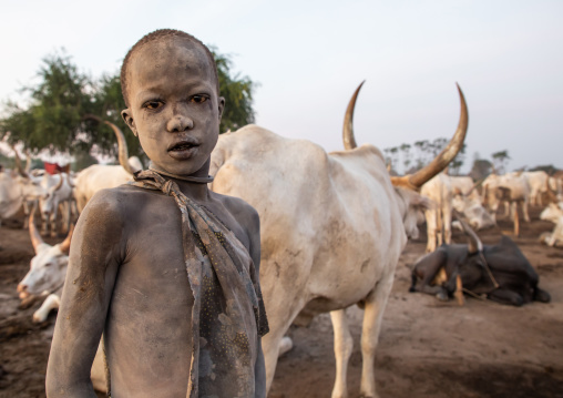 Mundari tribe boy covered in ash taking care of the long horns cows in a camp, Central Equatoria, Terekeka, South Sudan