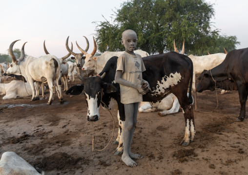 Mundari tribe boy covered in ash taking care of long horns cows in a camp, Central Equatoria, Terekeka, South Sudan