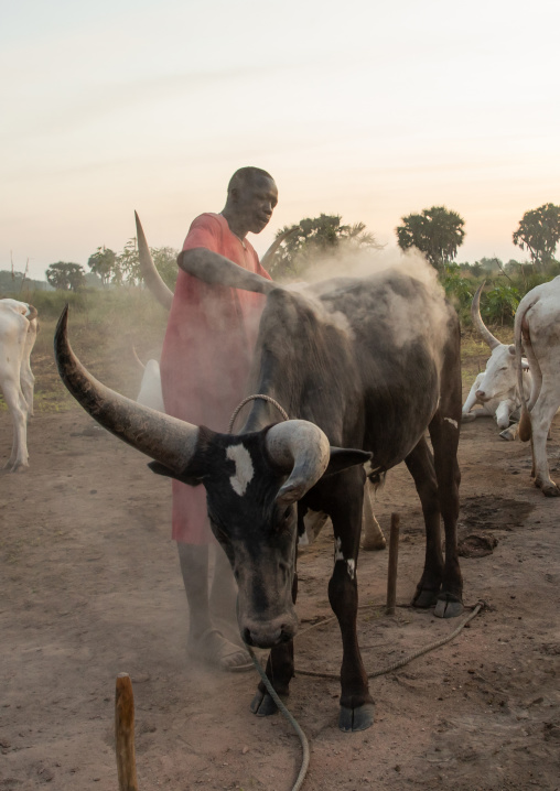 Mundari tribe man covering his cow in ash to repel flies and mosquitoes, Central Equatoria, Terekeka, South Sudan