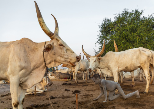 Mundari tribe boy collecting dried cow dungs to make bonfires to repel mosquitoes and flies, Central Equatoria, Terekeka, South Sudan