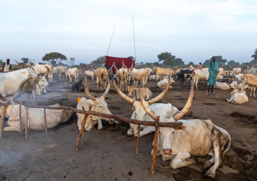 Long horns cows in a Mundari tribe camp gathering around bonfires to repel mosquitoes and flies, Central Equatoria, Terekeka, South Sudan