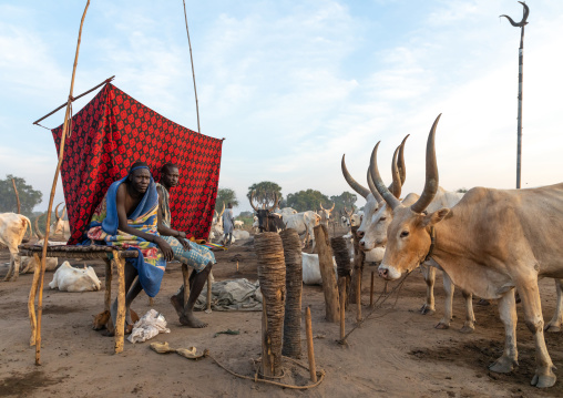 Mundari tribe man resting on a wooden bed in the middle of his long horns cows, Central Equatoria, Terekeka, South Sudan