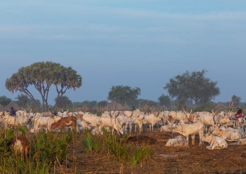 Long horns cows in a Mundari tribe camp gathering around bonfires to repel mosquitoes and flies, Central Equatoria, Terekeka, South Sudan