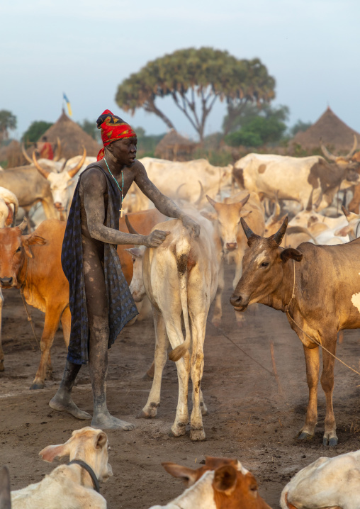 Mundari tribe man covering his cow in ash to repel flies and mosquitoes, Central Equatoria, Terekeka, South Sudan