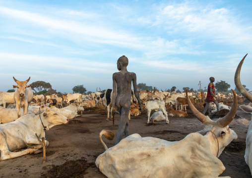 Mundari tribe boy taking care of the long horns cows in a camp, Central Equatoria, Terekeka, South Sudan