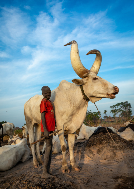 Mundari tribe boy with a long horns cow, Central Equatoria, Terekeka, South Sudan