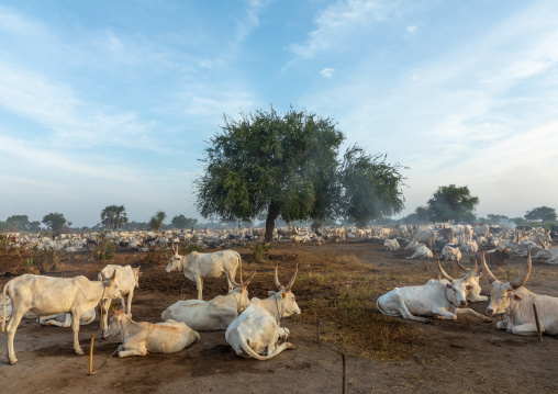 Long horns cows in a Mundari tribe camp gathering around bonfires to repel mosquitoes and flies, Central Equatoria, Terekeka, South Sudan