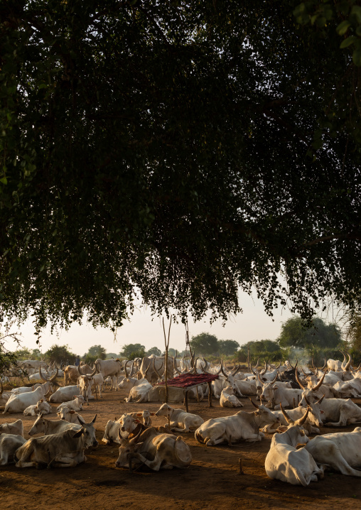 Long horns cows in a Mundari tribe camp gathering around bonfires to repel mosquitoes and flies, Central Equatoria, Terekeka, South Sudan