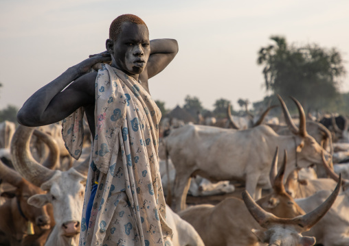 Mundari tribe man covered in ash taking care of long horns cows in a camp, Central Equatoria, Terekeka, South Sudan