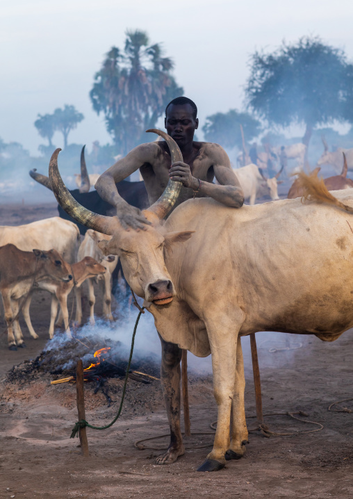 Mundari tribe man covering his cow in ash to repel flies and mosquitoes, Central Equatoria, Terekeka, South Sudan